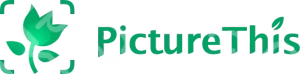 Picturethis